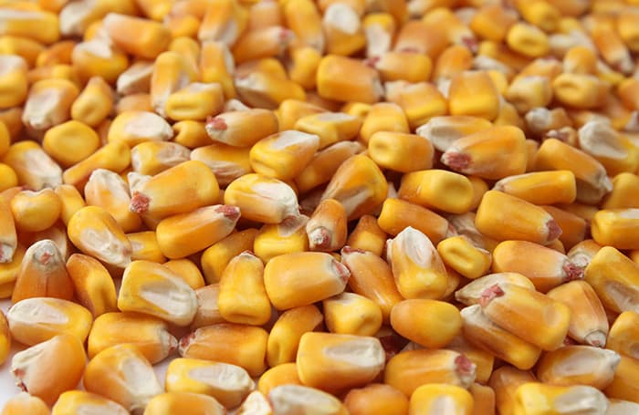 best quality grade yellow corn grains